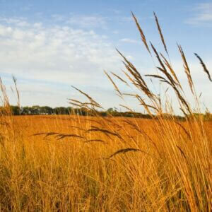 prairie landscape